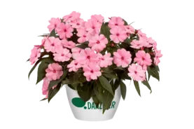 Harmony® Pink Smile