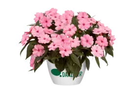 Harmony® Pink Smile