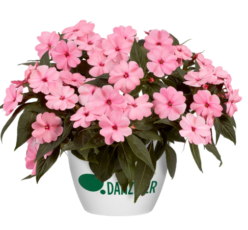 Harmony® Pink Smile