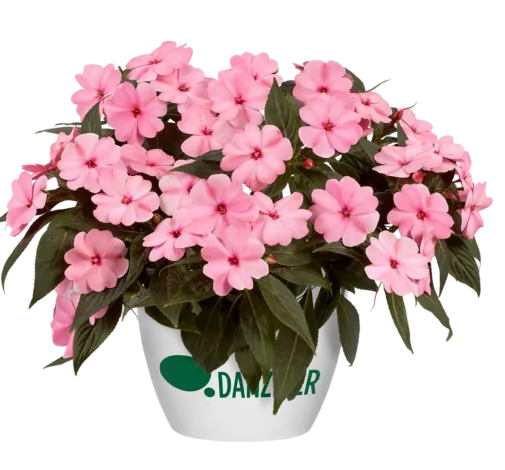 Harmony® Pink Smile