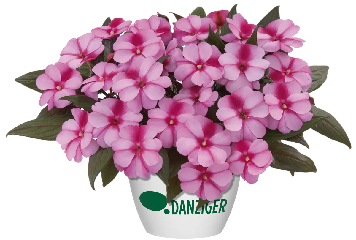 Harmony® Purple Cream