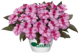 Harmony® Purple Cream