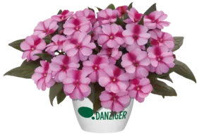 Harmony® Purple Cream