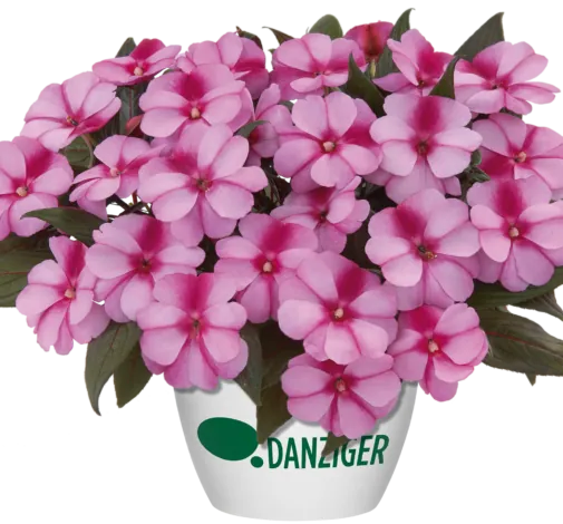 Harmony® Purple Cream
