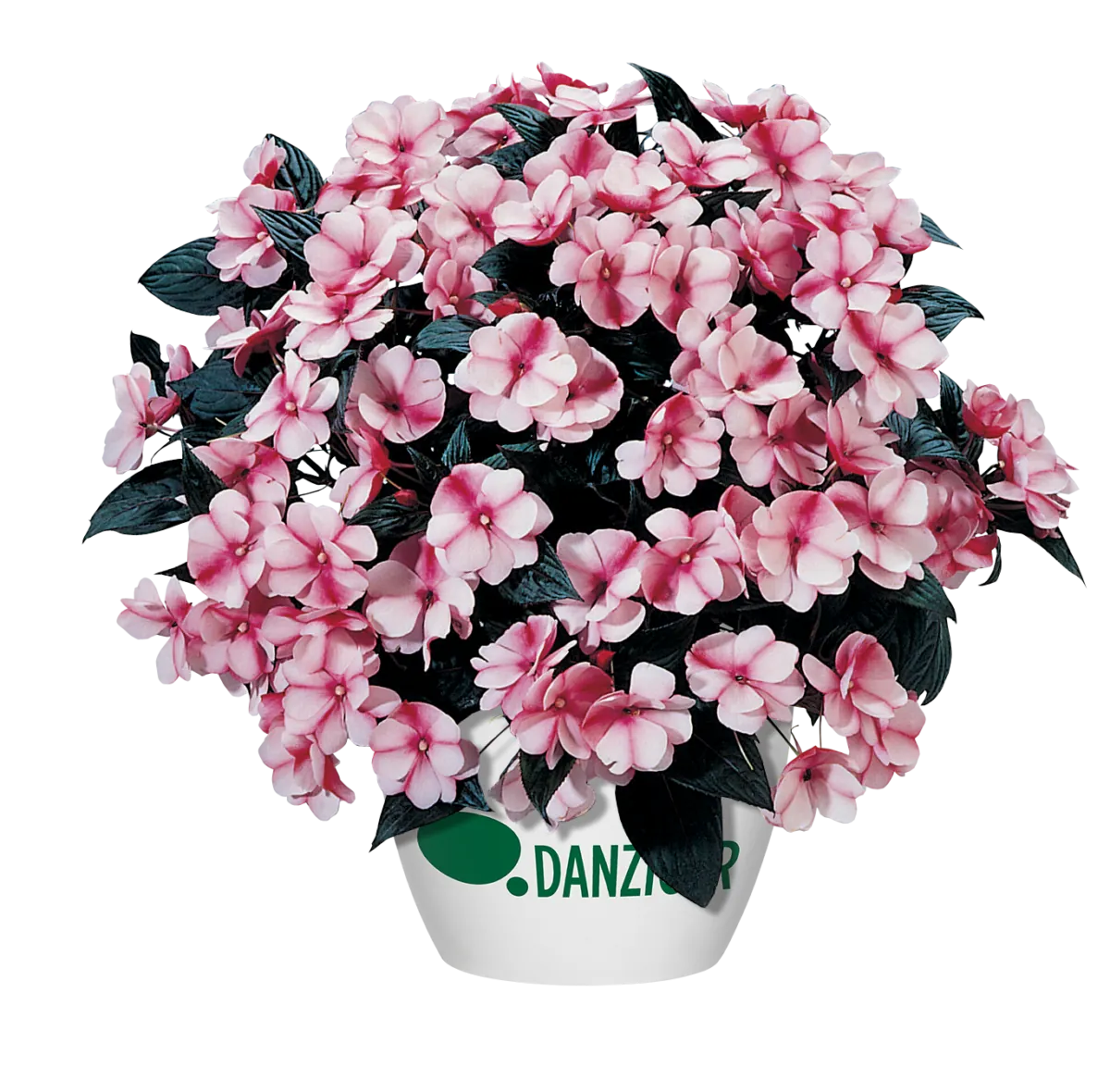 Harmony® Raspberry Cream