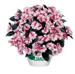 Harmony® Raspberry Cream