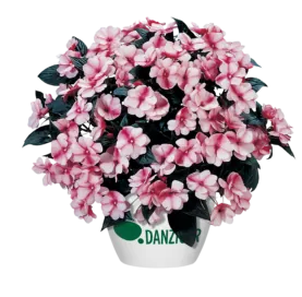 Harmony® Raspberry Cream