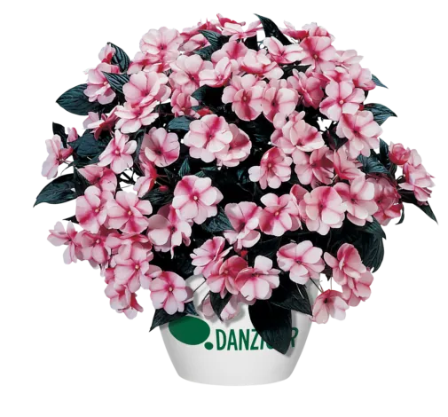 Harmony® Raspberry Cream