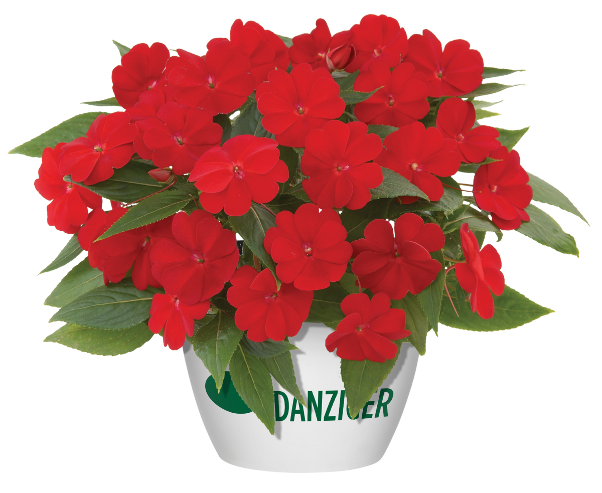 Harmony® Orange Blaze - Danziger