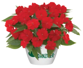 Harmony® Red Cardinal