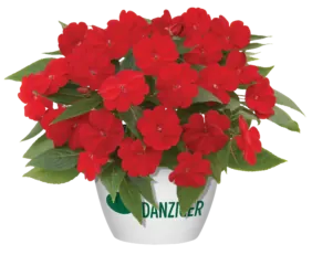 Harmony® Red Cardinal