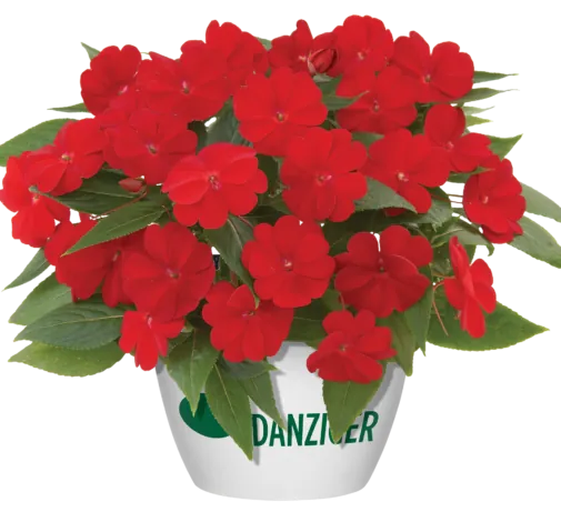 Harmony® Red Cardinal