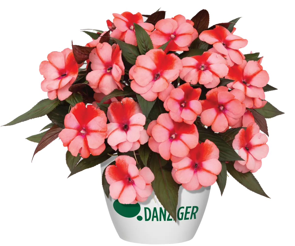 Harmony® Salmon Cream