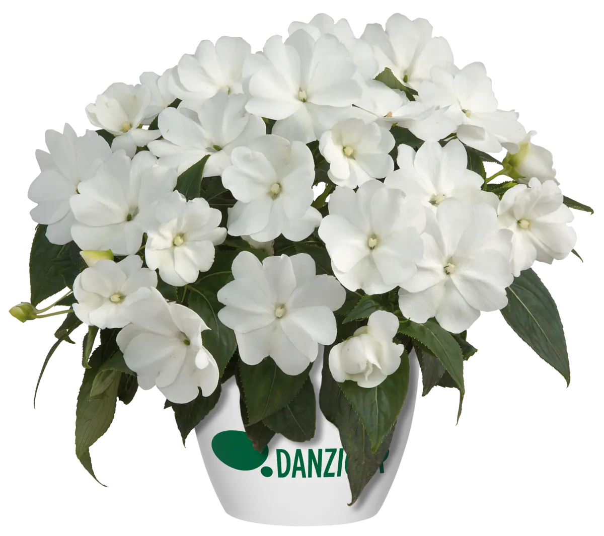 Harmony® Snow