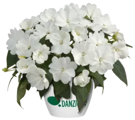 Harmony® Snow