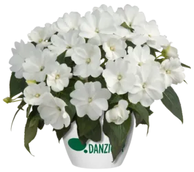 Harmony® Snow