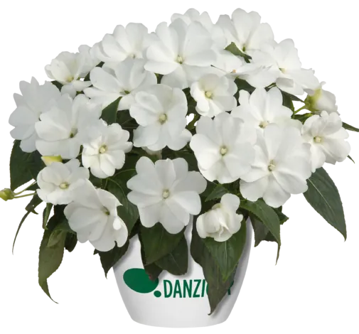 Harmony® Snow
