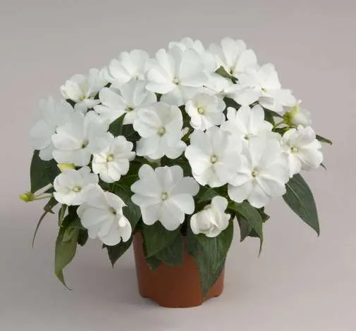 Harmony® Snow