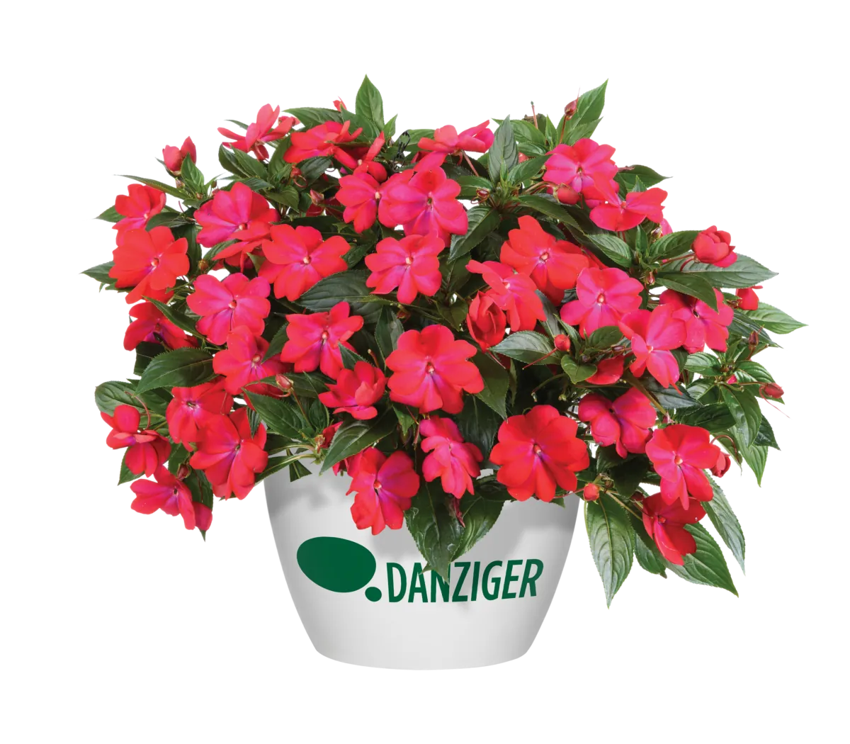 Harmony® Colorfall™ Neon Red