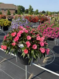 Harmony® Colorfall™ Neon Red