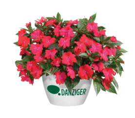 Harmony® Colorfall™ Neon Red