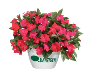Harmony® Colorfall™ Neon Red