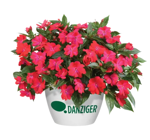 Harmony® Colorfall™ Neon Red