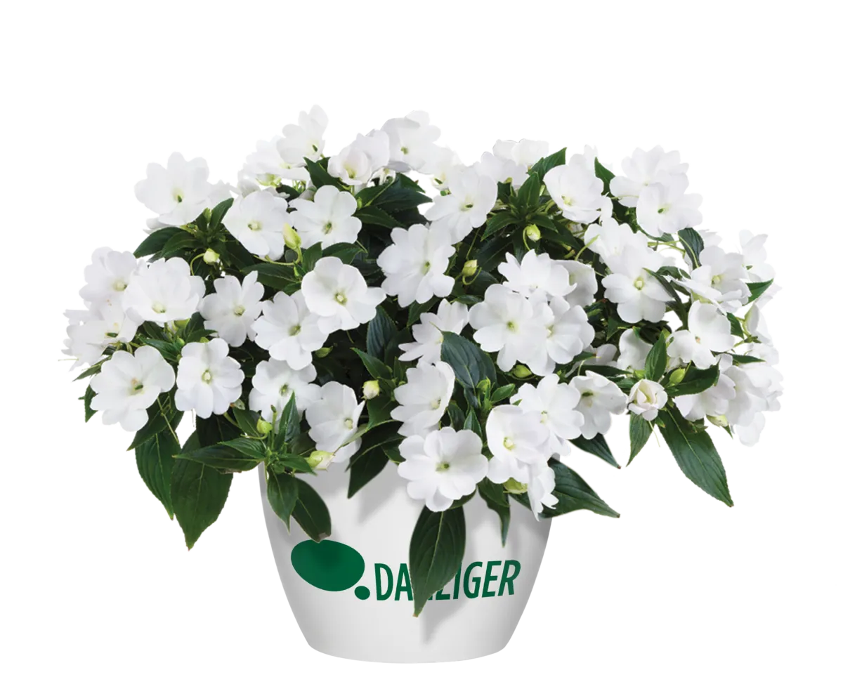 Harmony® Colorfall™ White