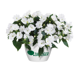 Harmony® Colorfall™ White