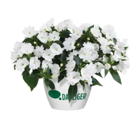 Harmony® Colorfall™ White