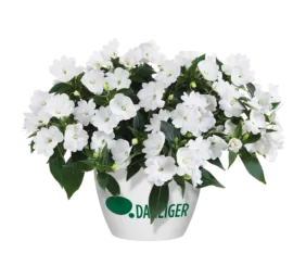 Harmony® Colorfall™ White