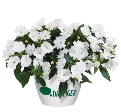 Harmony® Colorfall™ White