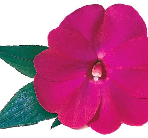 Harmony® Magenta