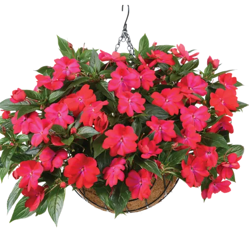Harmony® Colorfall™ Neon Red