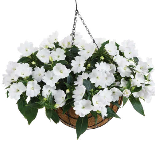 Harmony® Colorfall™ White