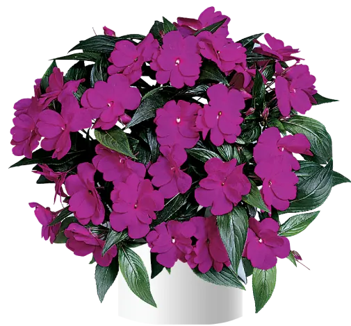 Harmony® Dark Violet