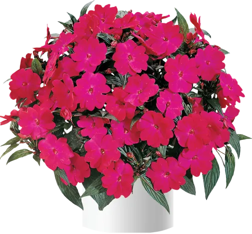 Harmony® Magenta