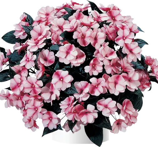 Harmony® Raspberry Cream
