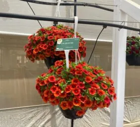 Colibri™ Orange