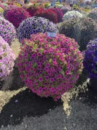 Cascadias™ Pitaya