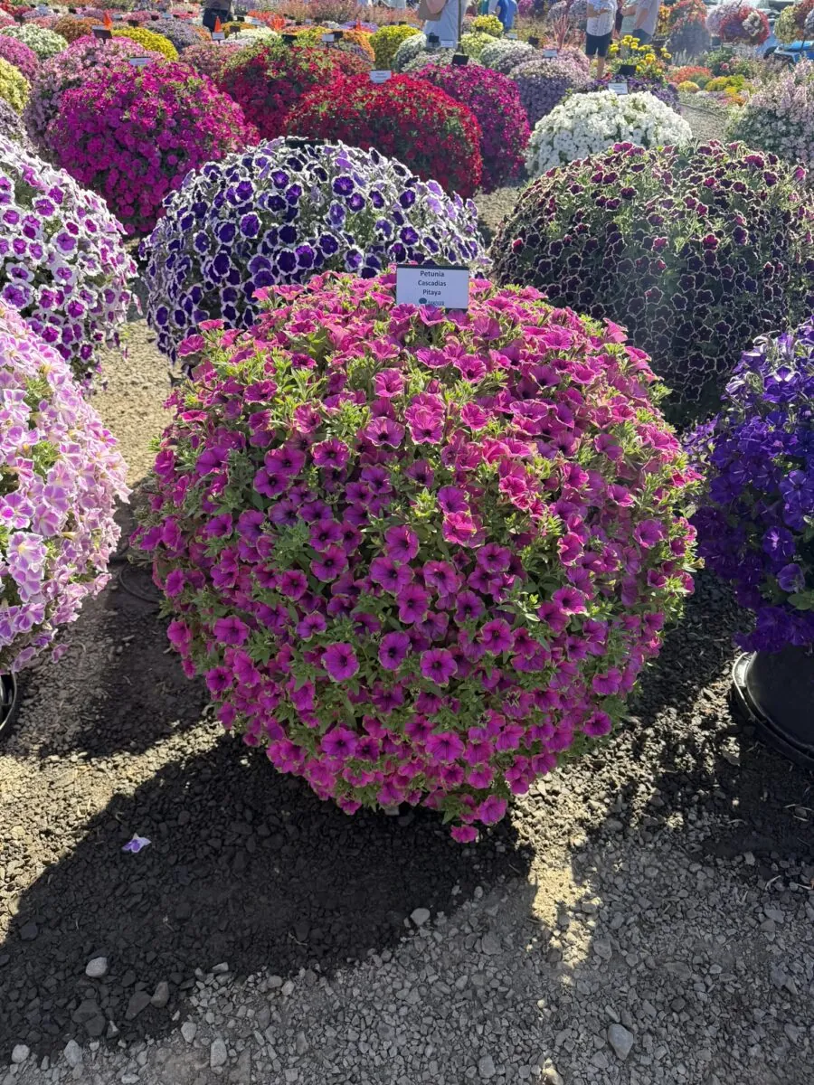 Cascadias™ Pitaya