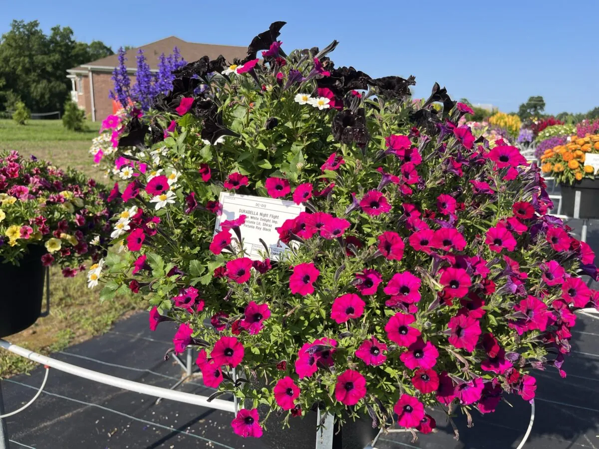 Littletunia® Shiraz