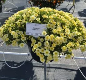 Colibri™ Lemon