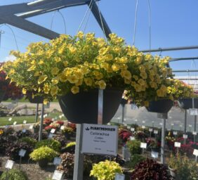 Colibri™ Yellow Canary