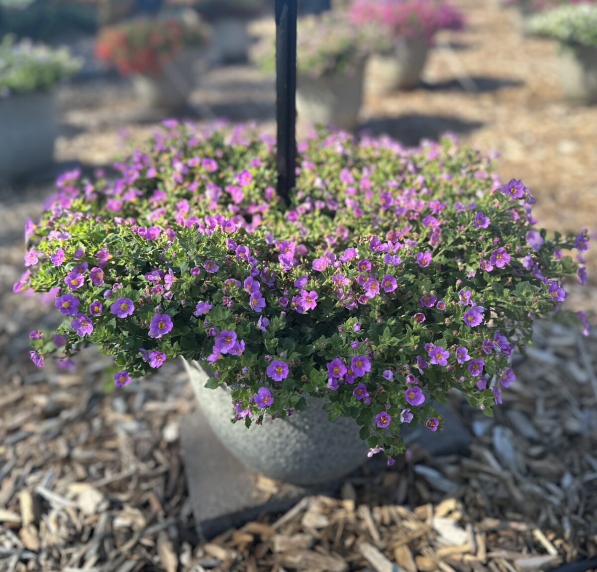 Scopia® Gulliver Pink - Danziger