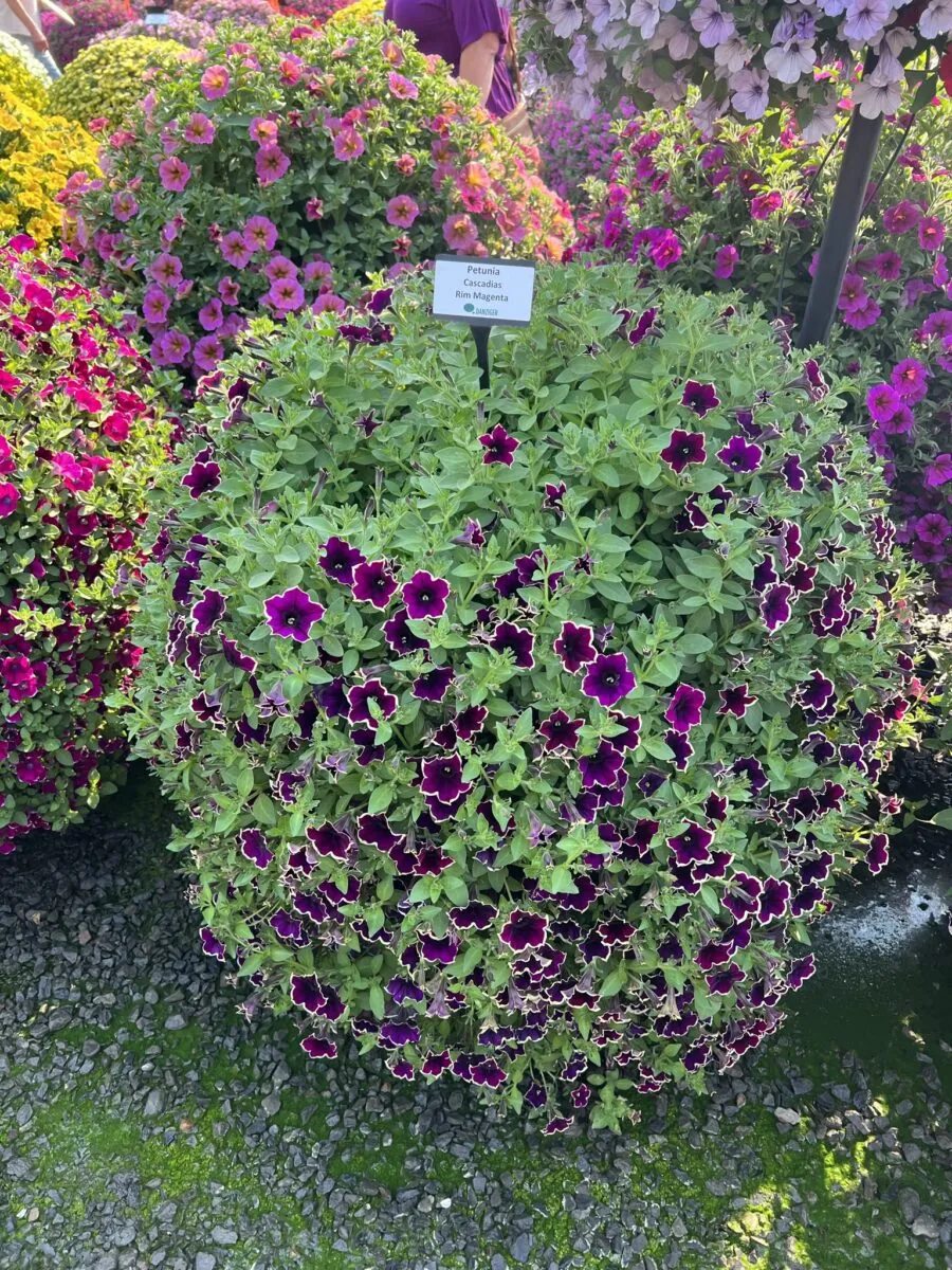 Cascadias™ Rim Magenta