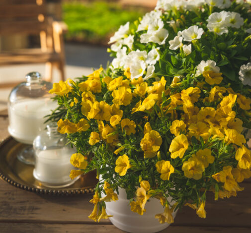 Colibri™ Yellow Canary