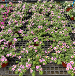 SCOPIA® GULLIVER™ Compact Blush