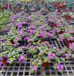 Scopia® Gulliver Compact Purple