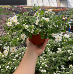 Scopia® Gulliver Compact White